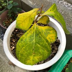 柿の苗　20㎝ 植物・鉢植え（１点）