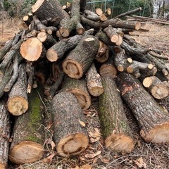 丸太　の画像