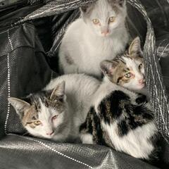 子猫の里親探しています。