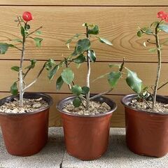 植物　トゲなしハナキリンの画像