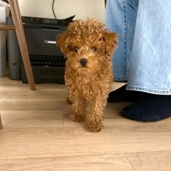 【飼い主様決まりました】トイプードルのゆいとくん🧸