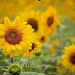 起業を目指している方！🌻オンラインコミュニティメンバー募集