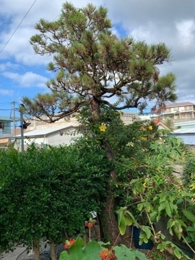 お値下げしました。値段交渉可能　　黒松　庭木