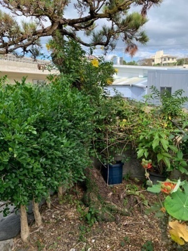 お値下げしました。値段交渉可能　　黒松　庭木