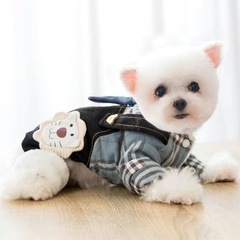 犬　防寒服　ネクタイ付き　かわいい　犬の画像