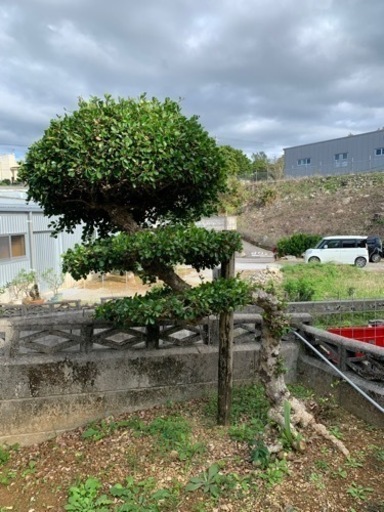 庭木　まっこう