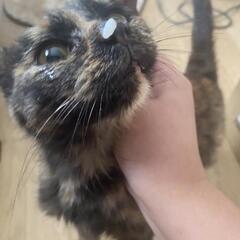 さび猫のメス