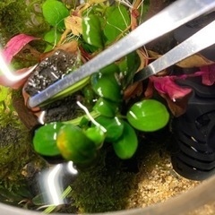 アヌビアスナナ　②
