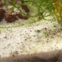 ベルベットブルーシュリンプ注意事項あり