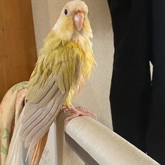 ウロコインコのモンモンちゃんが窓からいつも通り遊んでたところ空気...