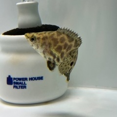 【熱帯魚 】値下げ レオパード クテノポマの画像