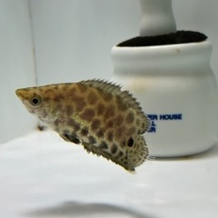 【熱帯魚 】値下げ レオパード クテノポマ