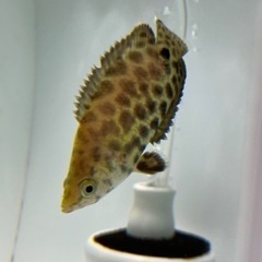 【熱帯魚 】値下げ レオパード クテノポマの画像