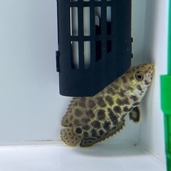 【熱帯魚 】値下げ レオパード クテノポマの画像