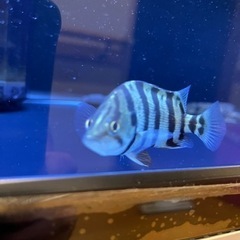 【熱帯魚】値下げ メニーバ タイガー ダトニオの画像