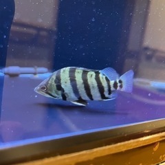 【熱帯魚】値下げ メニーバ タイガー ダトニオの画像