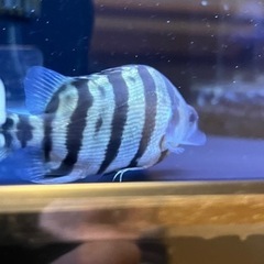 【熱帯魚】値下げ メニーバ タイガー ダトニオの画像
