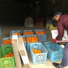 流通しない自然栽培青島みかん🍊おもけんマルシェにて販売します。