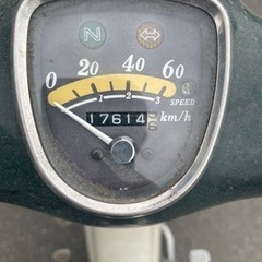 リトルカブの画像