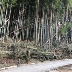 竹　