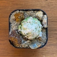 ハオルチア　ロックウッディ
