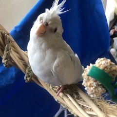 インコを探してます