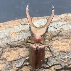 メタリフェルホソアカクワガタ♂単品の画像