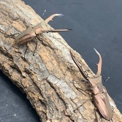 メタリフェルホソアカクワガタ♂単品の画像