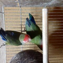コザクラインコ 2羽