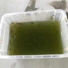 純血　琉球メダカ　10匹