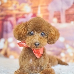 子犬 トイプードル 3kg未満
