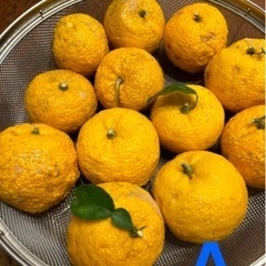 柚子