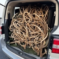 【蝦夷鹿の角 買い取ります 1kg2000円】エゾシカの角の処分にお困りでしたら引き取ります - 白老郡