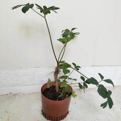 【💖Thankyou💖】長命草（サクナ）🌿観葉植物の画像