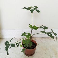 【💖Thankyou💖】長命草（サクナ）🌿観葉植物の画像