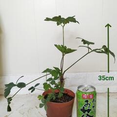 【💖Thankyou💖】長命草（サクナ）🌿観葉植物の画像