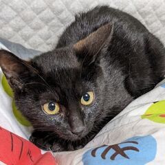 ３ヶ月位・黒子猫♀（トライアル中）