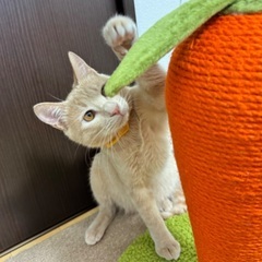 【クリーム色】可愛いパステル茶トラはイケメンくん