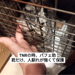 シルバー色の男の子【譲渡会参加】 - 福岡市