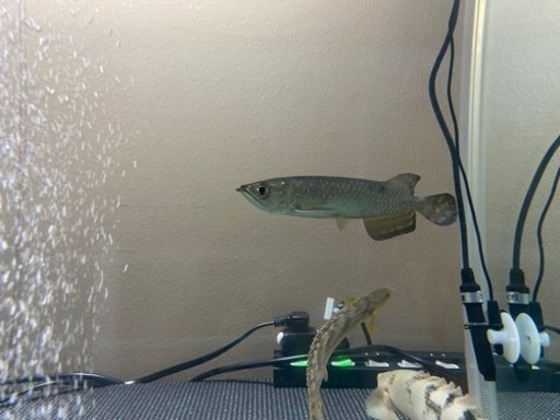 ノーザンバラムンディ