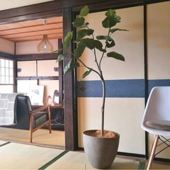 【1/5まで特別値下げ】プレミアム光触媒フェイクグリーン 【ちょっと幹を曲げて！】「フィカス・ウンベラータ 3枝 高さ150cm 幅70cm 奥行70cmの画像