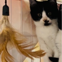 生後２カ月　２匹の子猫の里親を募集中です。