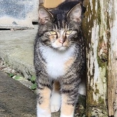 外にいる猫ちゃんだす