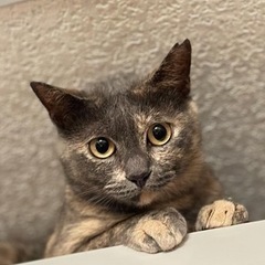 決定！約3歳おてんばGirlさび猫⭐︎ぐうちゃん