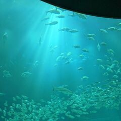 水族館一緒に行きませんか？？