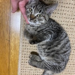 甘えん坊キジトラ♂
