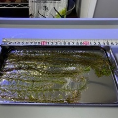 ロタラsp.バングラデシュ(10本)水中葉の画像