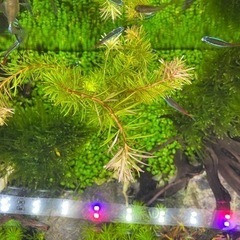 ロタラsp.バングラデシュ(10本)水中葉の画像
