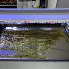 ロタラsp.バングラデシュ(10本)水中葉の画像