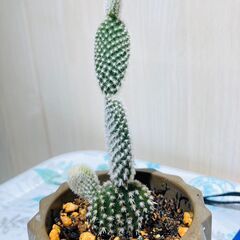 【多肉植物】サボテン（バニーカクタス）3号セメント鉢付き